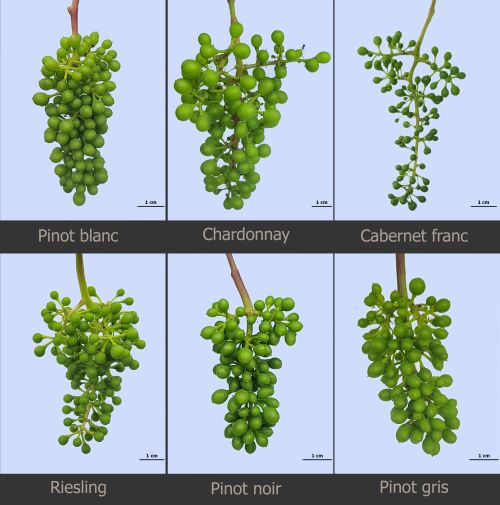 Different types of grapes.