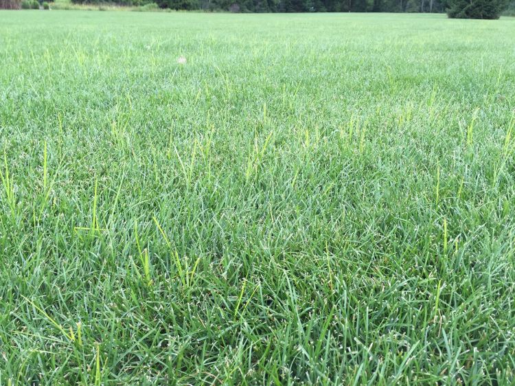 Yellow nutsedge growing faster than Kentucky bluegrass. Photo by Kevin Frank, MSU