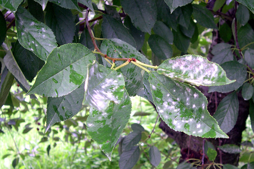  White, circular lesions or patches of powdery growth appear on leaves or terminal ends of shoots. 