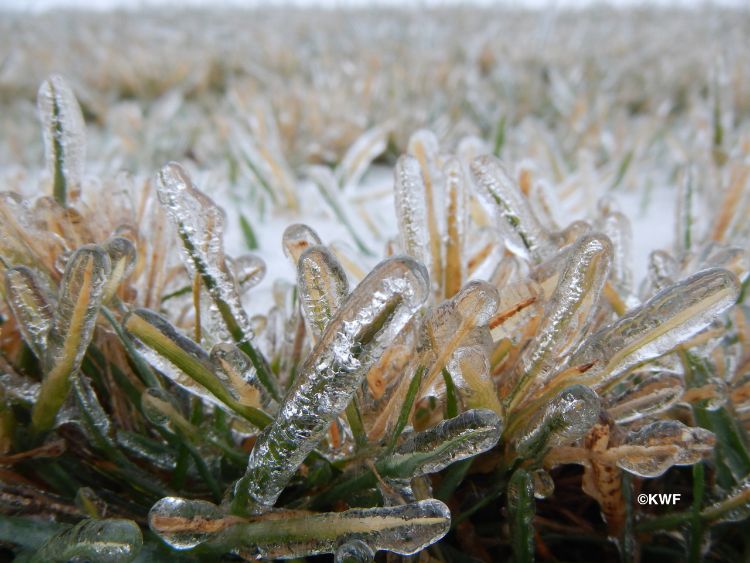 Tall fescue encased in ice. Photo: Kevin Frank, MSU