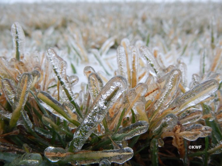 Tall fescue encased in ice. Photo: Kevin Frank, MSU