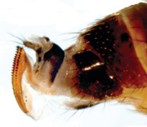  Spotted wing Drosophila females have a distinctive serrated ovipositor. 