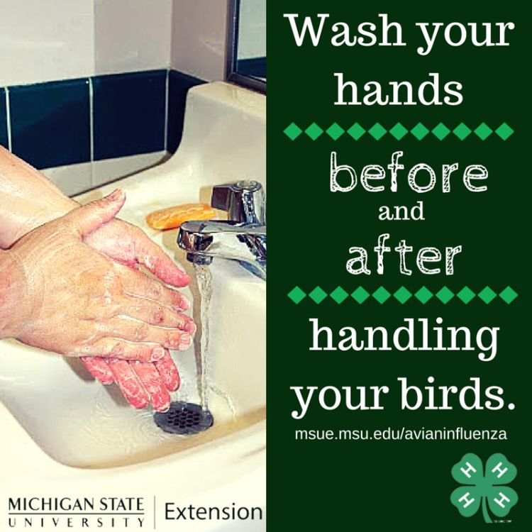 Washing hands before and after handling animals is a great way to reduce the spread of disease. Photo credit: ANR Communications | MSU Extension