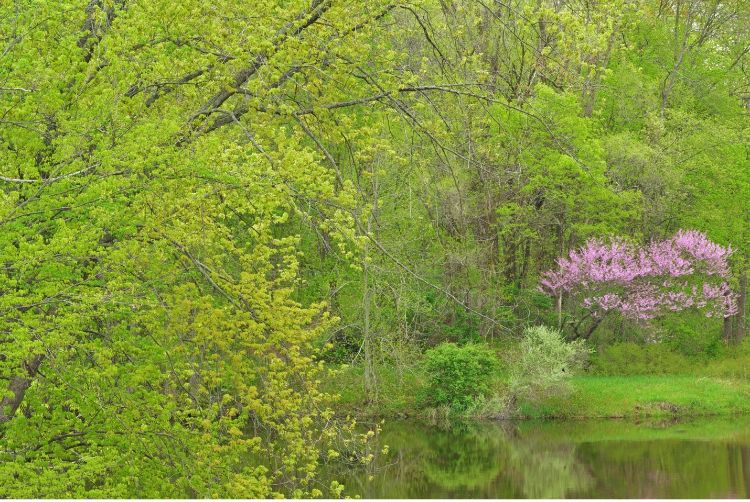 Spring landscape on the shoreline of the Kalamazoo River with a redbud in bloom, Michigan, USA. Photo by Dean Pennala.