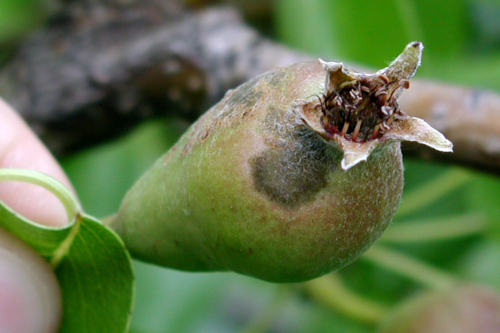  Fruit lesions are similar to those on leaves and appear a month after fruit set. 