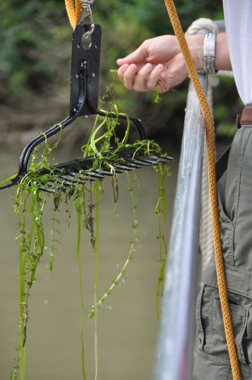 Hydrilla pull out of the water on a rake. | U.S. Army Corps of Engineers