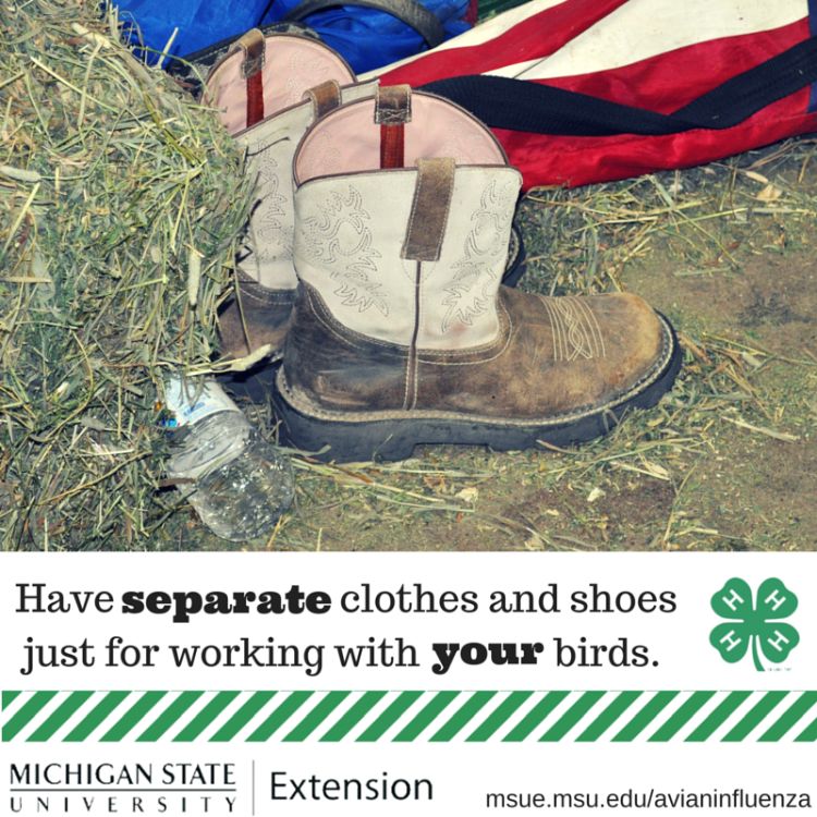 Having separate clothes and shoes for working with your animals is a great tip for improving biosecurity. Photo credit: ANR Communications | MSU Extension