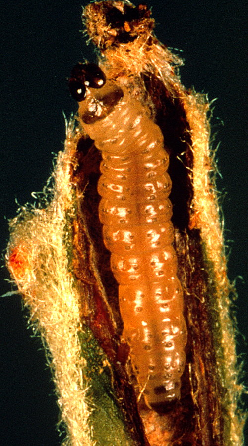  Larva is dirty white to pinkish with a reddish-brown head and an anal comb. 