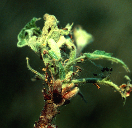  Larvae feed on young leaves. 