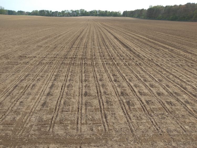 Field planted
