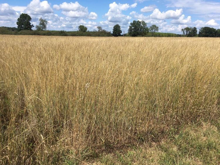 Intermediate wheatgrass grain field