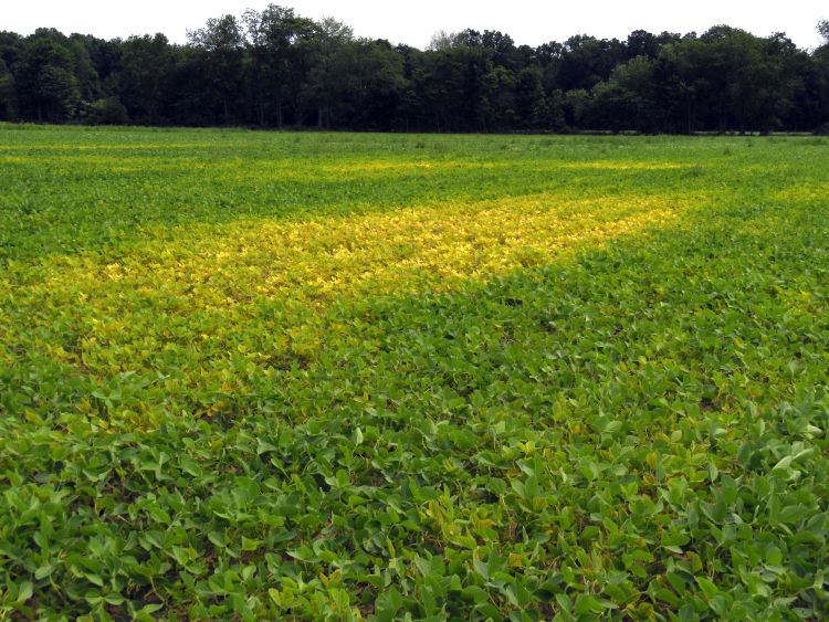 Yellow looking soybean field.