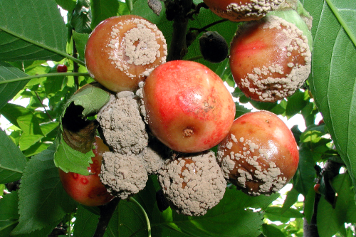  Soft brown spots become covered with powdery masses of tan spores. 