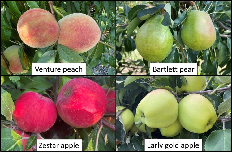 Stage of tree phenology for peach, apple, and pear.