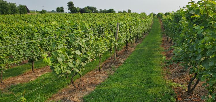Grape vineyard.