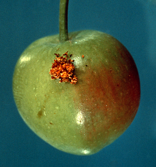 Feeding on apple fruit is often marked by frass near the calyx.