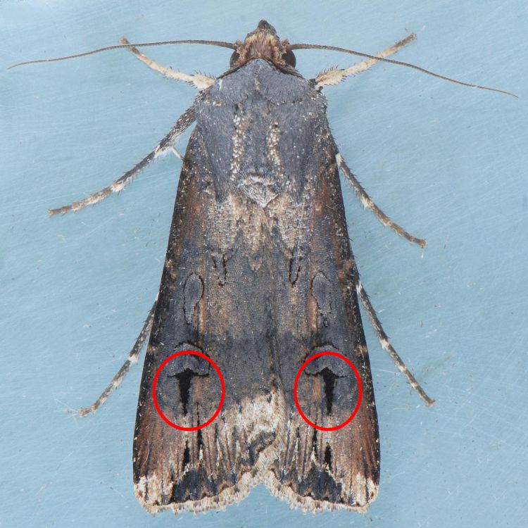 Look for an overall dark appearance on black cutworm moths, as well as two daggers on the back portion of the front wing. Photo: Mark Dreiling, Bugwood.org.
