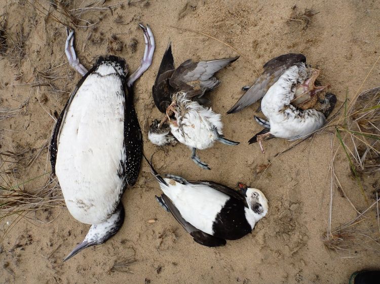 These dead birds were located on the beach at Good Harbor Bay, Leelanau County. Photo: Dan Ray, National Park Service