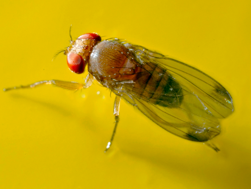  Spotted wing Drosophila male adult. 