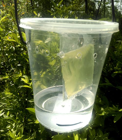 Example of a trap used to attract and capture spotted wing Drosophila adults. A commercially available pouch-style lure is suspended over a soap, borax and water drowning solution. Photo by Rufus Isaacs, MSU.