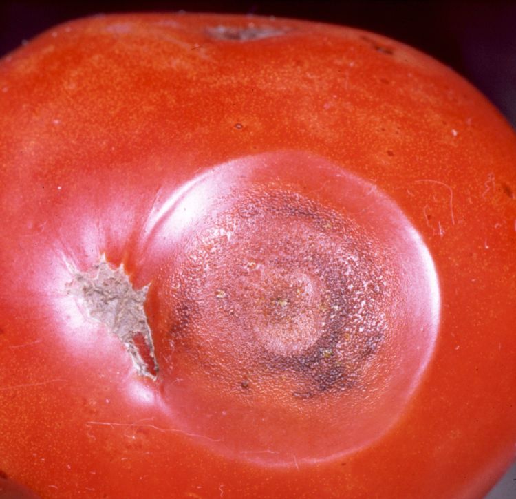 Tomato anthracnose symptoms. Photo by Clemson University, USDA Cooperation Extension, Bugwood.org