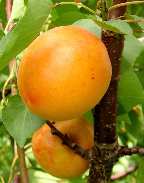 Ripe apricot fruit will be available in southwest Michigan for another week or so. Photo: Mark Longstroth, MSU Extension.