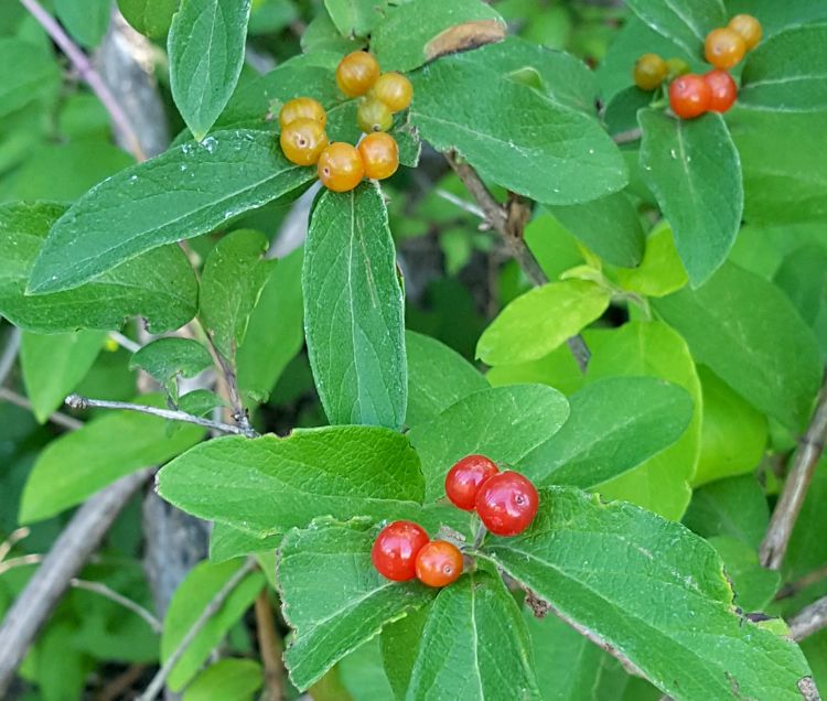 Bush honeysuckle berries are ripening across southern Michigan. This fruit is among the first wild hosts for spotted wing Drosophila. All photos by Mark Longstroth, MSU Extension.