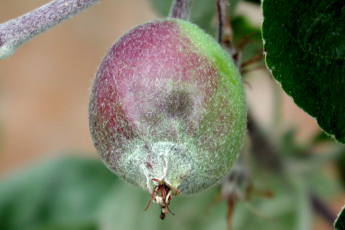  Lesions on fruit have indistinct margins similar to those found on leaves. 