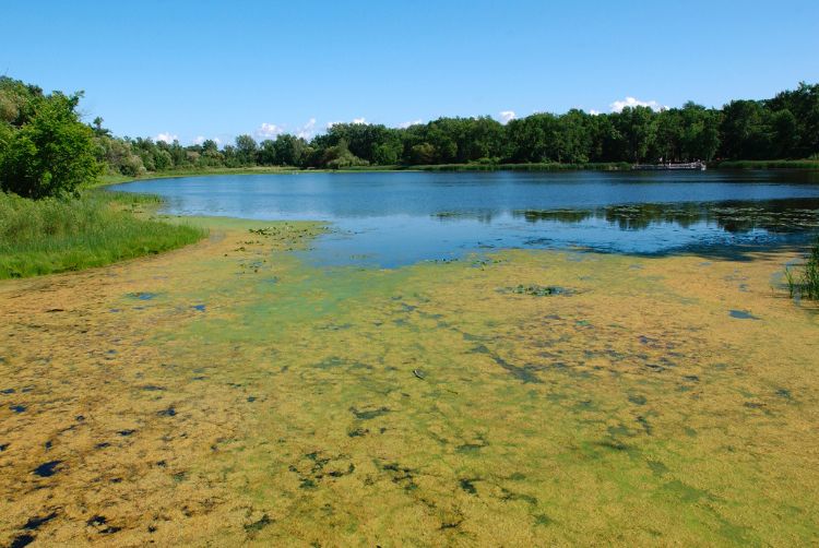 Aquatic plants growing along the shallow shoreline areas. | Michigan Sea Grant