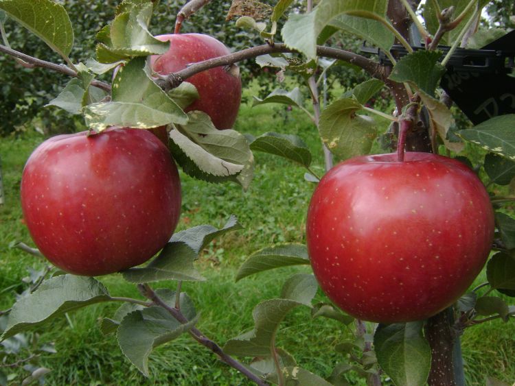 Apples in tree
