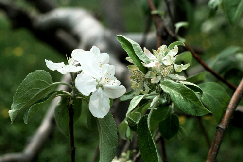  Infected blossoms may fail to set fruit. 
