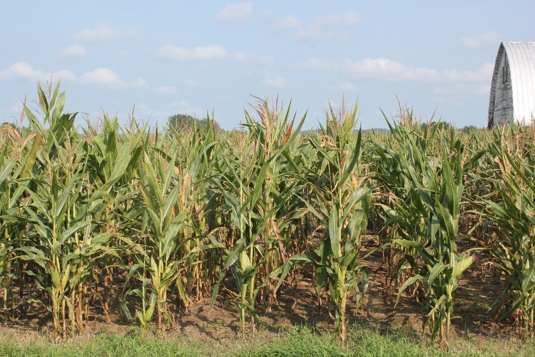 Tar spot-impacted corn field