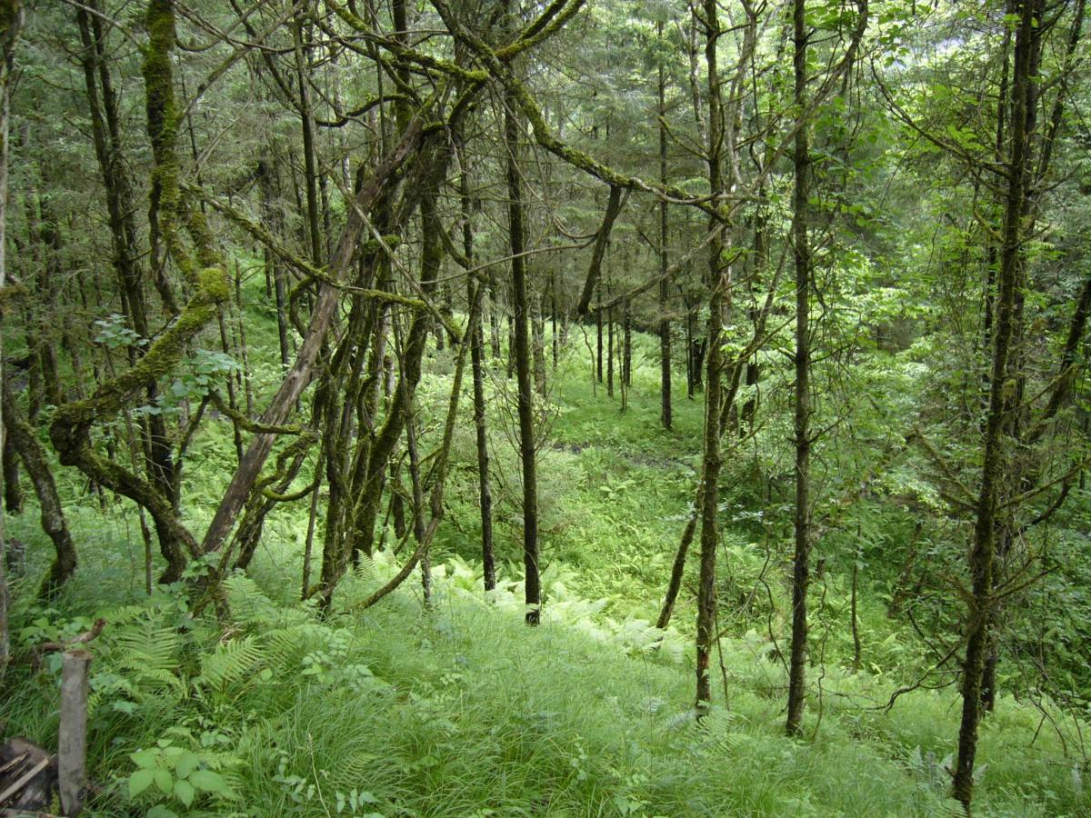 Secondary forest in Wolong Nature Reserve