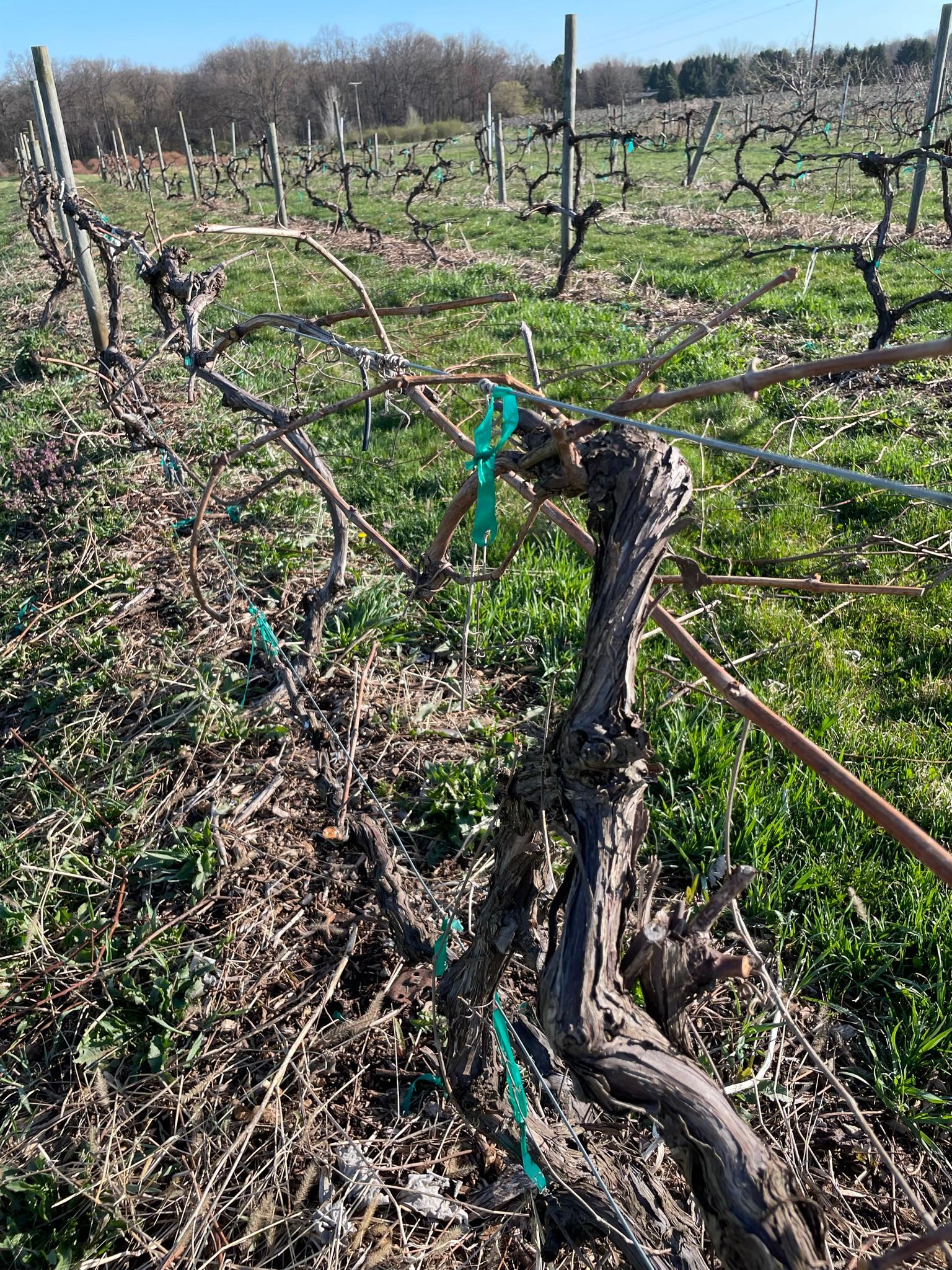 Recently pruned grapevines.