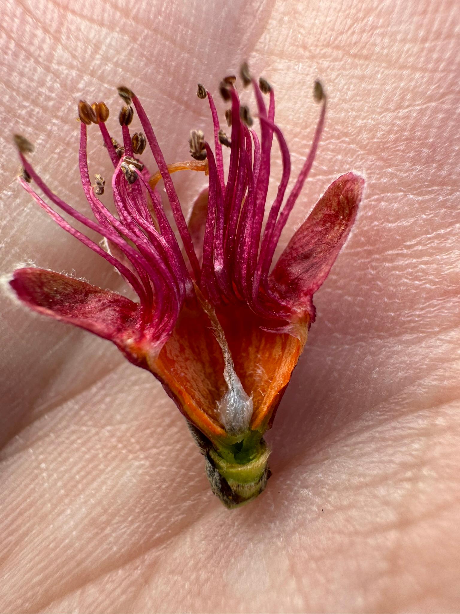Peach flower with frost damage.