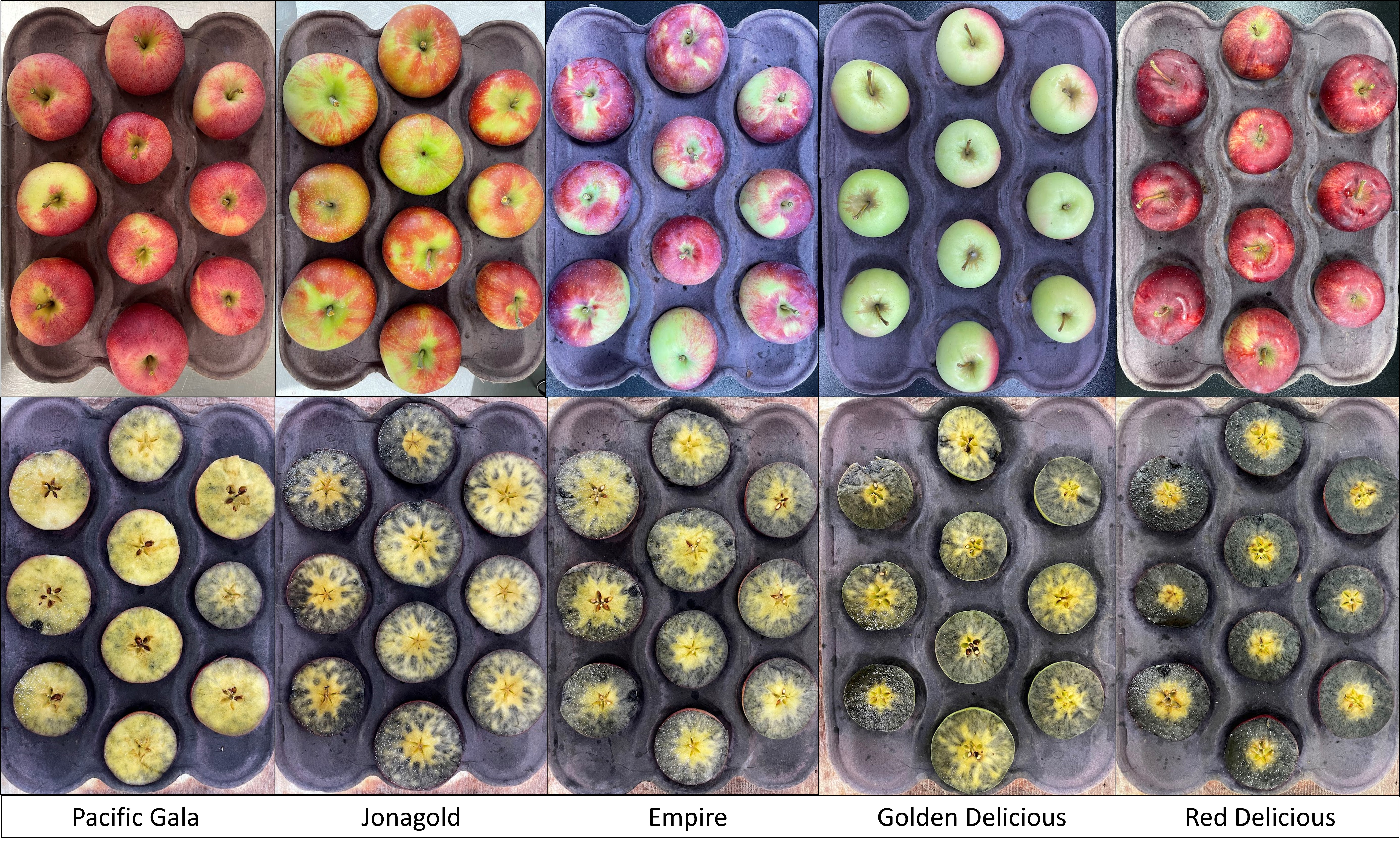 Apples sliced for starch testing