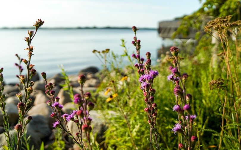 Flowers blooming next a lakeshore.