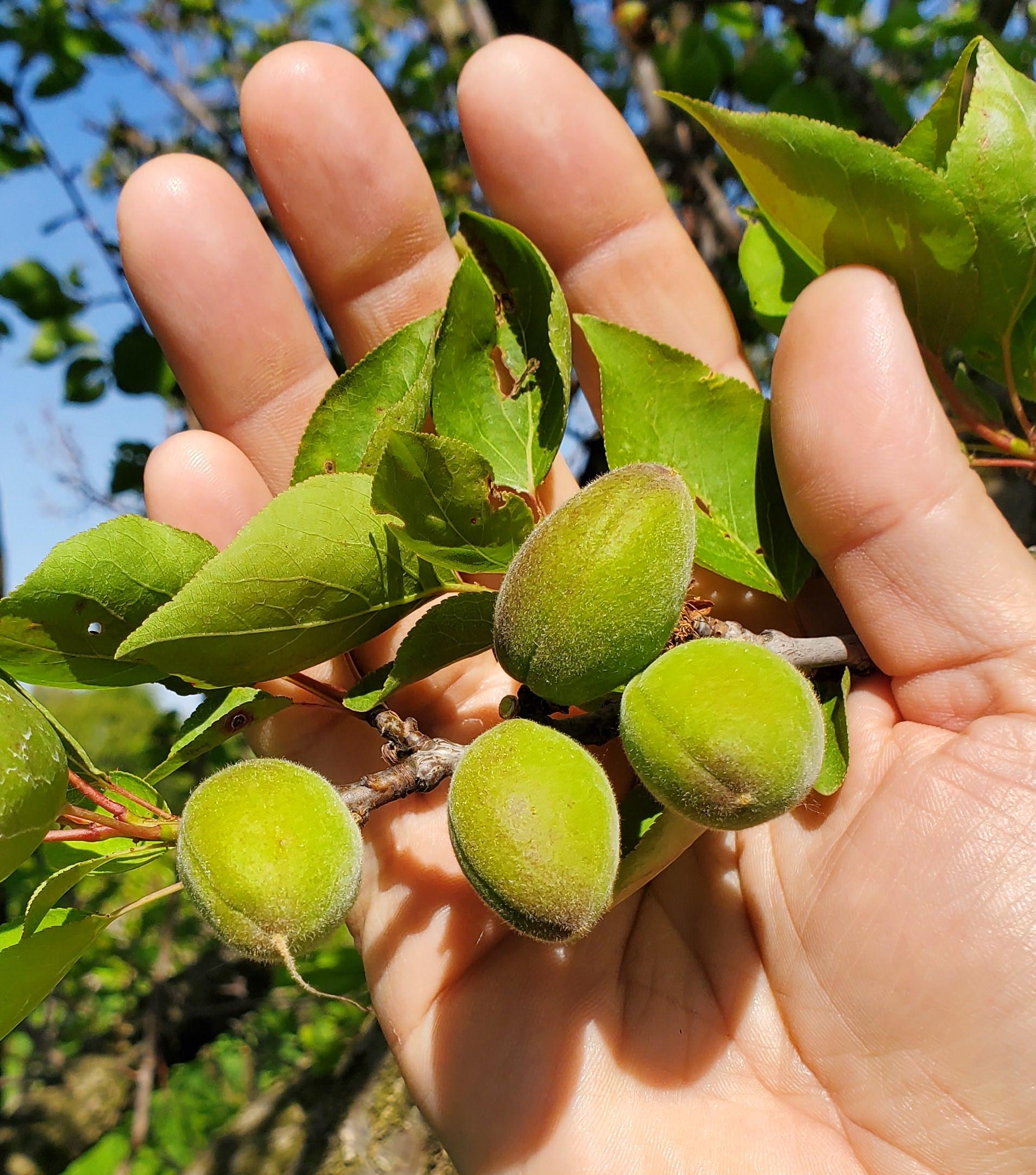 Apricots