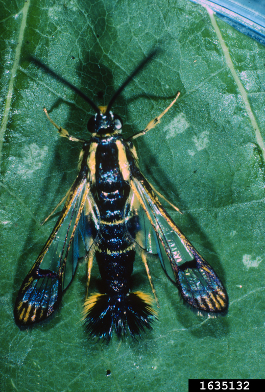 A dogwood borer moth.