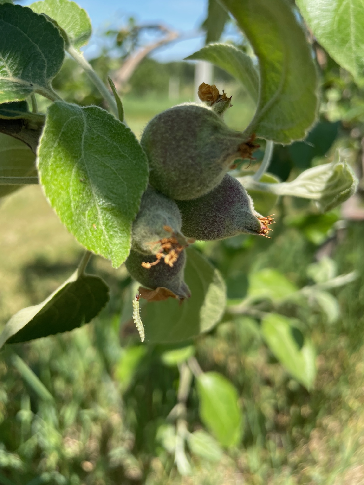 Damage to apples from an insect.