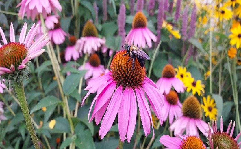 Bee on purple coneflower.