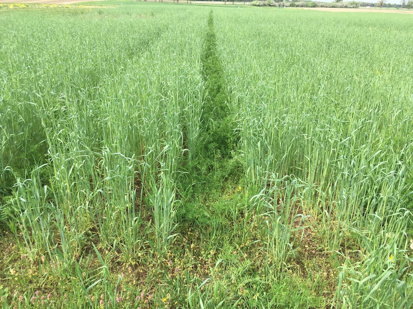 Legume cover crops.