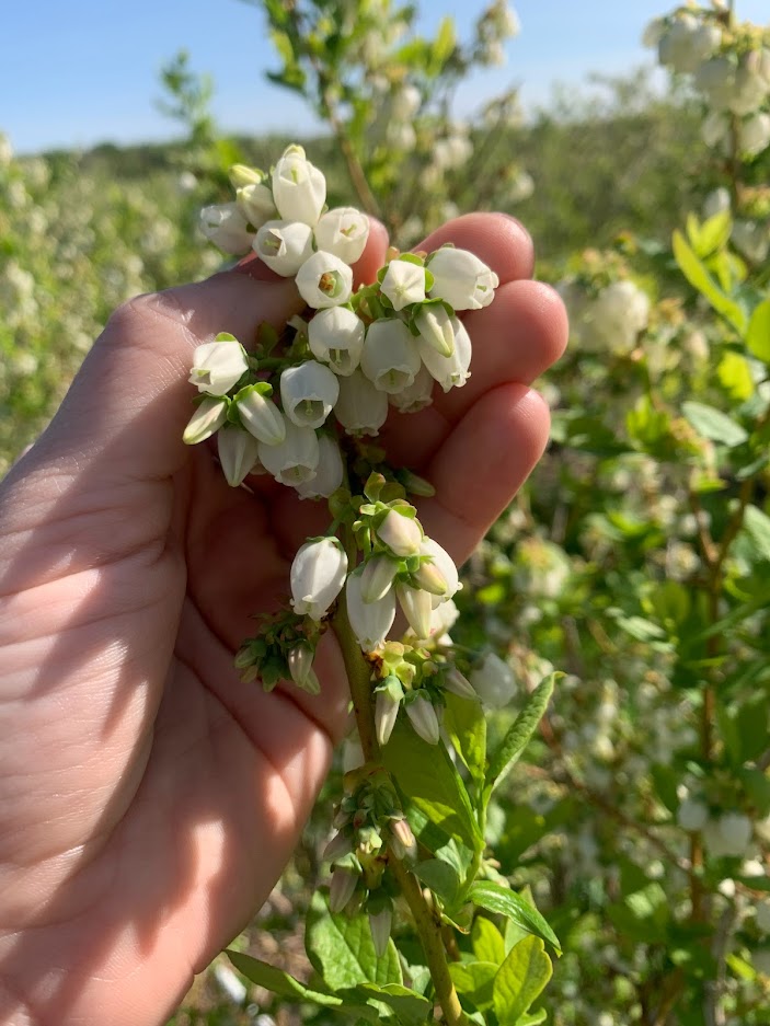 Blueberry crop.