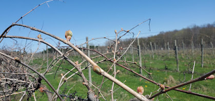 Grape buds ready to bloom.