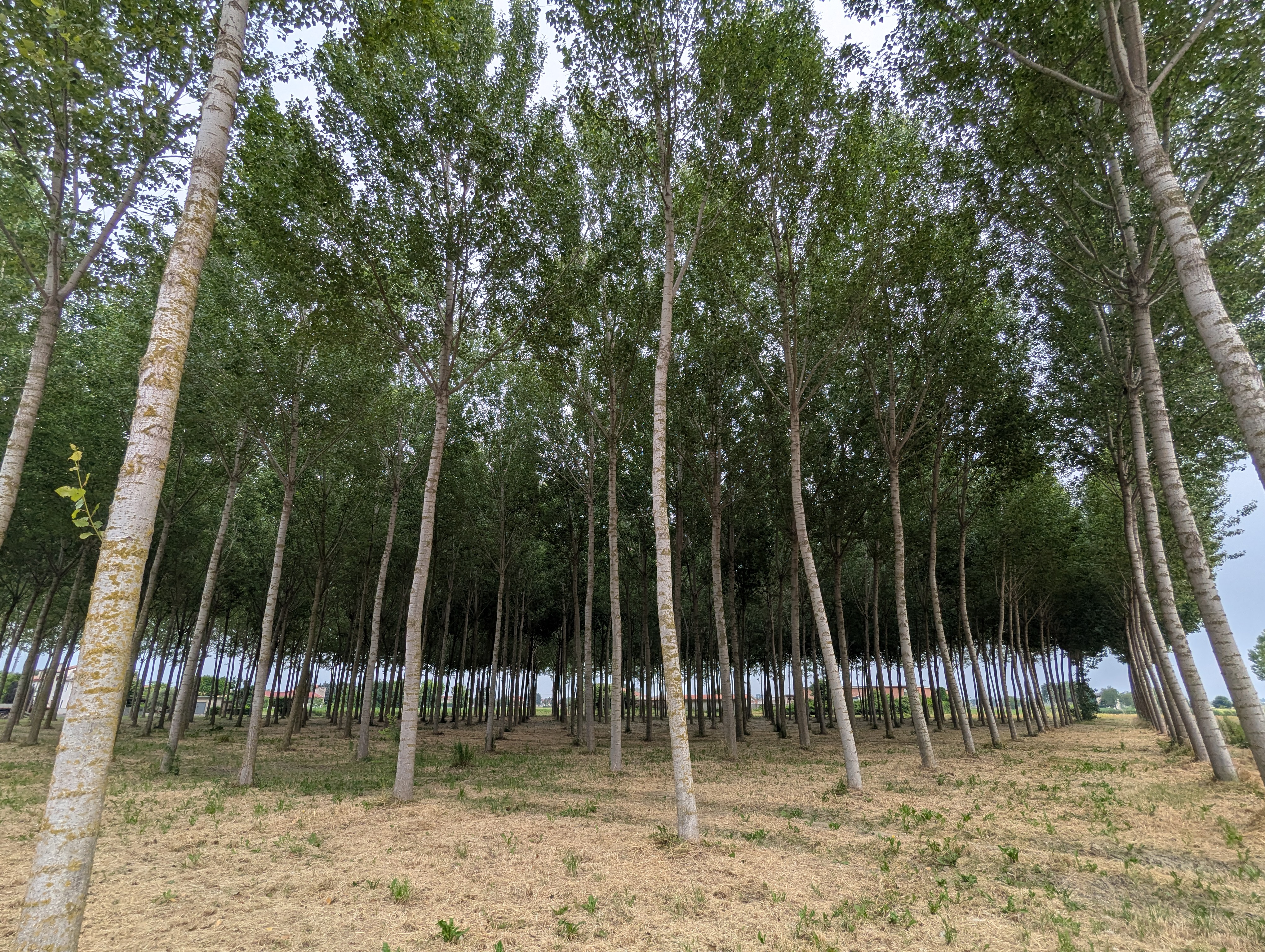 Hybrid.poplar.Italy.jpg