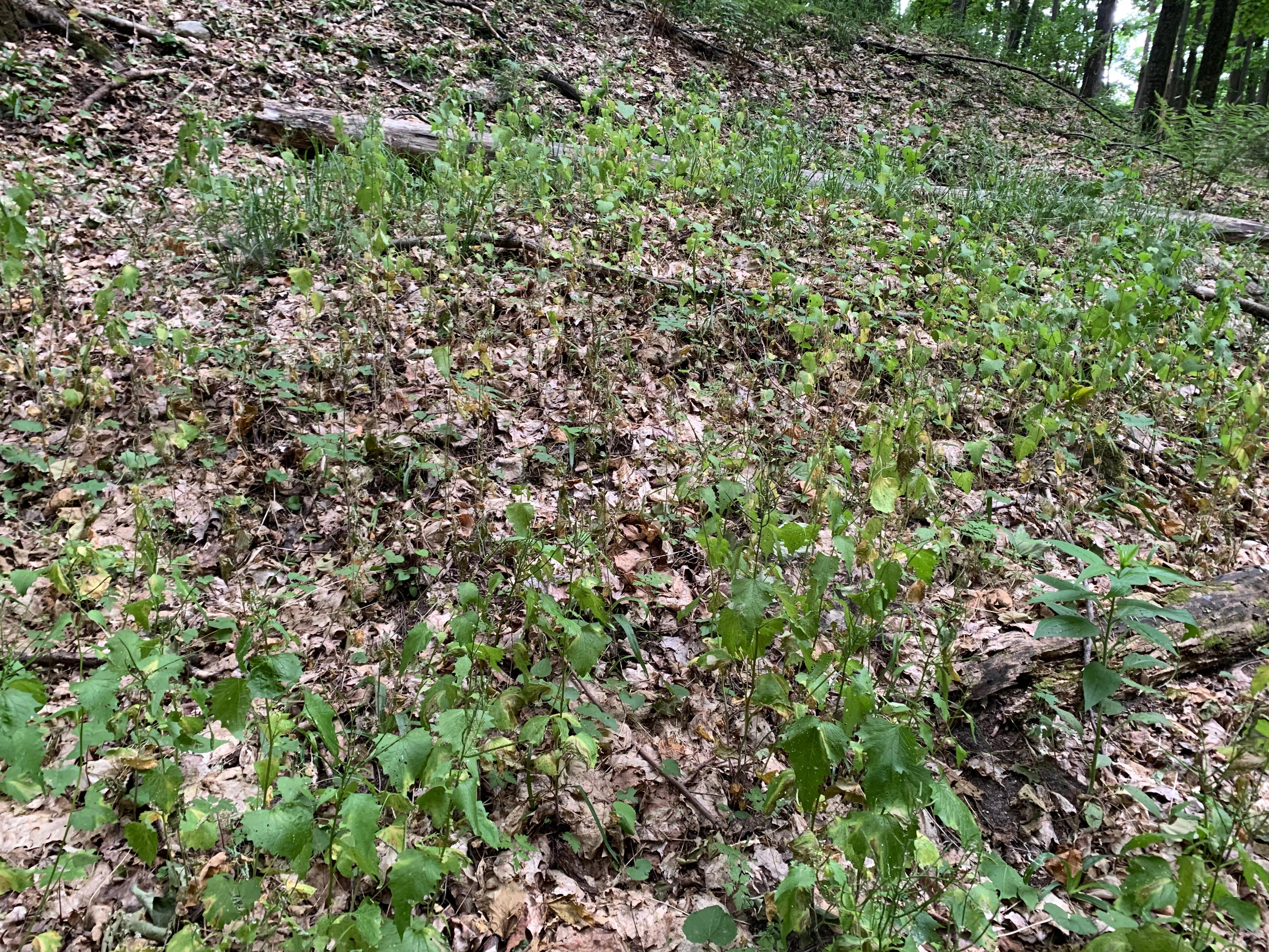 A stand of garlic mustard.