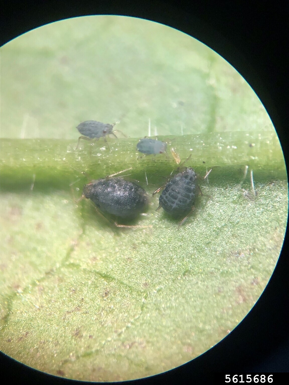 Garlic mustard aphid.