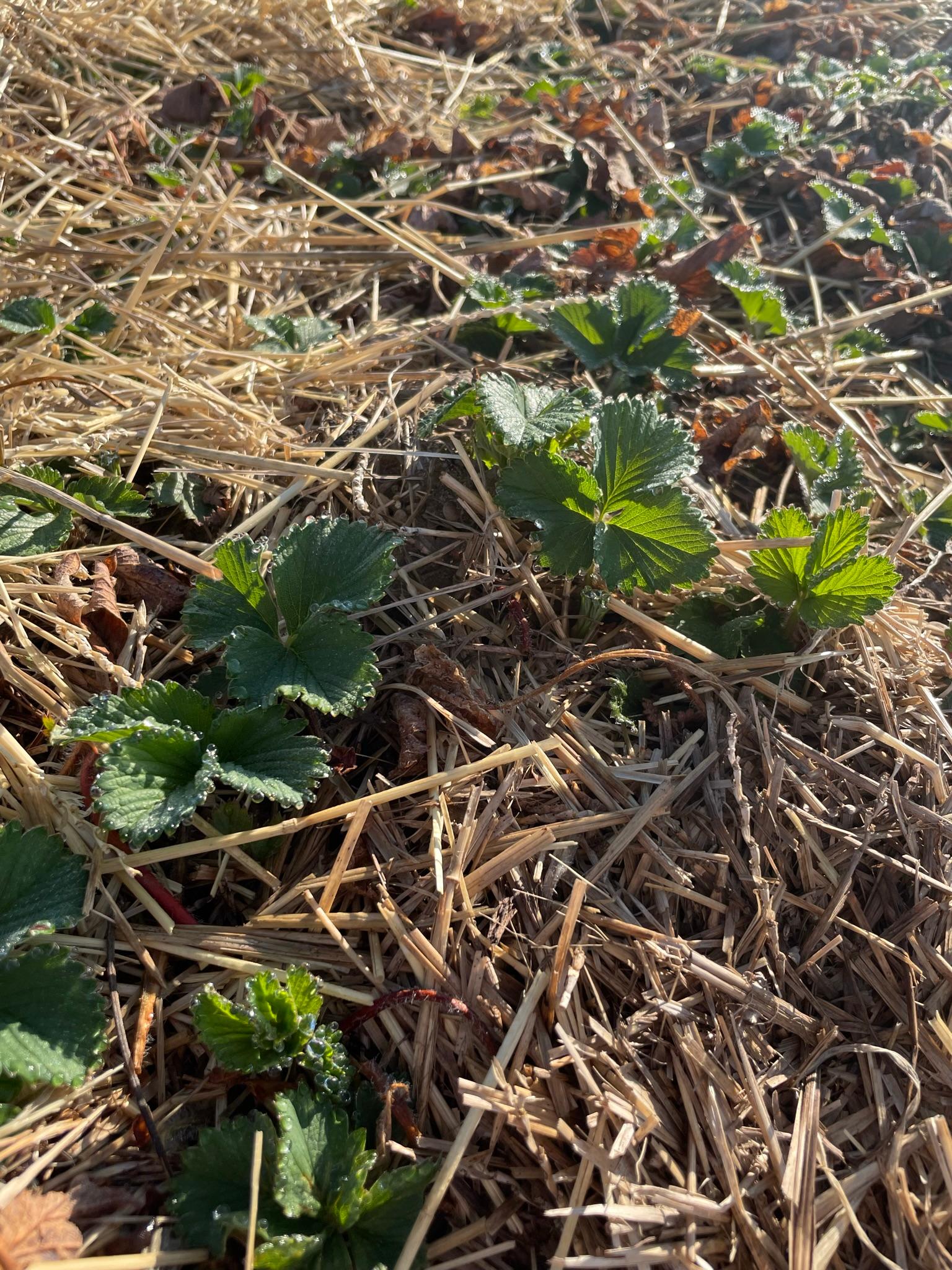 Strawberry leaves growing in a field.