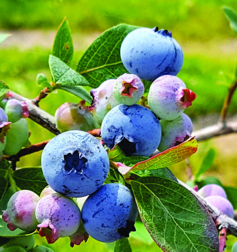 Close up of Blueberries