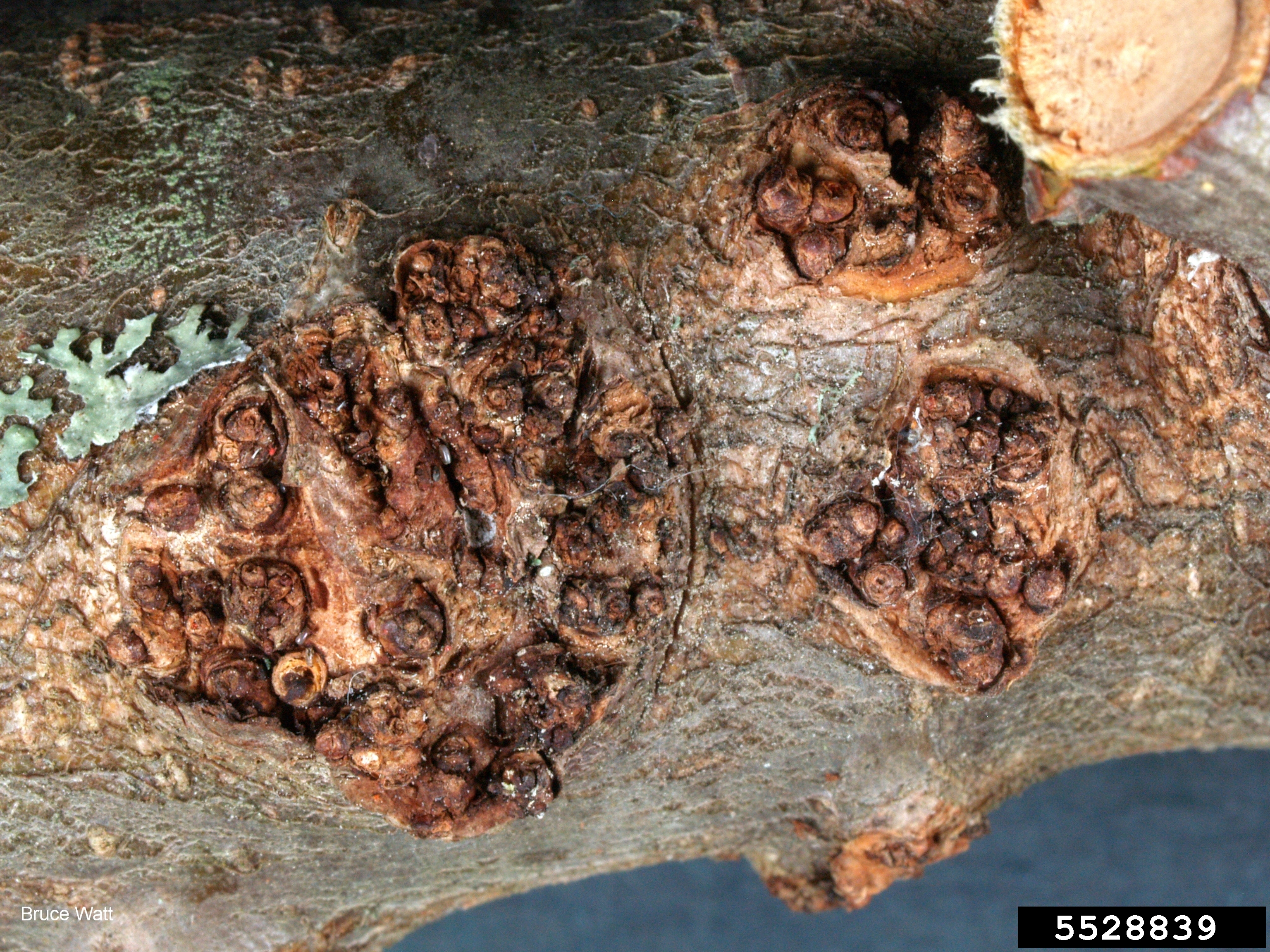 Burr knots on the trunk of a tree.